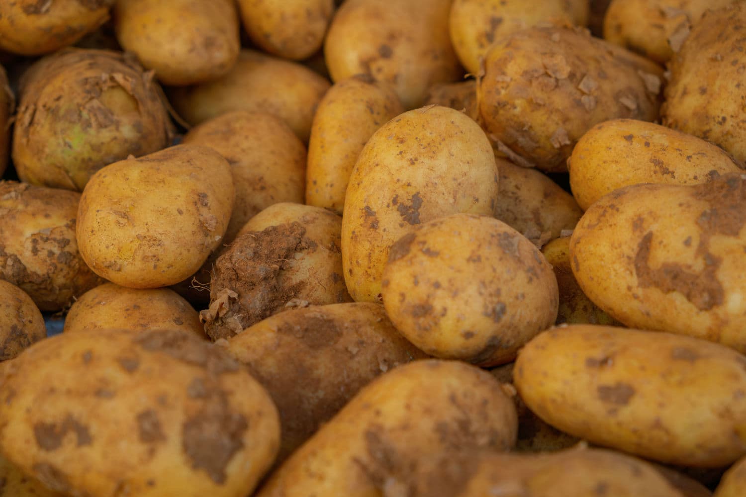 Freshly harvested potatoes with soil remnants