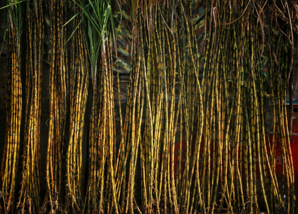 Sugarcane Seed Cane: Choosing Healthy Planting Material