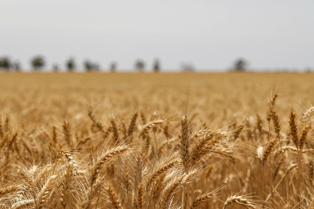Wheat Seed Selection: Choose the Right Variety for Your Farm